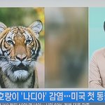 미국에서 호랑이 코로나 <b>감염</b> 됐대