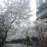 <b>울아파트</b> 벚꽃 개이쁘다