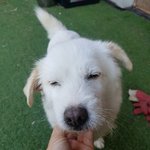 [강아지] 보호소에서 오랜시간 지냈어요