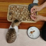 한국에선 <b>istp</b>가 젤 살기힘들듯