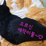[고양이] 8년차 냥<b>아치</b>에게도 의리가...!!