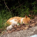 [NCT] 쥔쥔이 모음