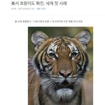 美서 호랑이도 확진.. 세계 첫 <b>사례</b>