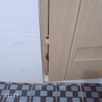 [고양이] 8탄 2018년 9월 쓰레기봉지에서 냥줍한 우리집 <b>나옹</b>이들