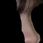 저 . 콧대 오.때<b>욤</b>??><~~**