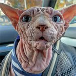 비주얼만 <b>험악</b>하다는 스핑크스 냥이