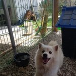 [강아지] 폼<b>피츠</b> 가족이 되어주세요