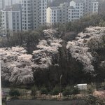 이<b>시국</b>에 꽃구경 왔다