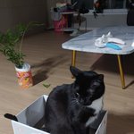 <b>고냥</b>이는쩰조아 다죠아