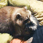 [방탄소년단] 머글)민윤기 보면 생각나는 유명한 시