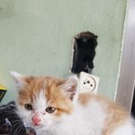 [고양이아기] 귀요미