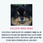 [드루와] 자기얼굴 동물 상 그거 싸이트 <b>거름</b>ㅅㄱ