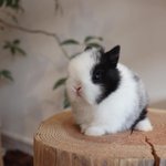 [방탄소년단] 나 머글인데 이짜나 방탄 정국은 스무살 때