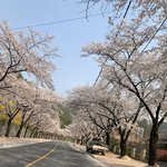 나 어제 벚꽃 봤어