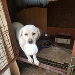 [강아지] 보호소에서 <b>출산</b>한 리트리버