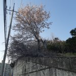 [드루와] +)벚꽃사진