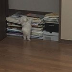 너네 이거하면 5000만원 준다하면 할래?