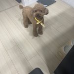 우리 집 개 <b>반다</b>나함