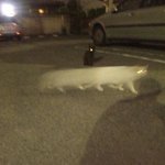 [댓글부탁해] 요새 파데<b>프리</b>하려는 중인데