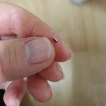 [강아지] <b>사료</b>에서 유리조각 나옴