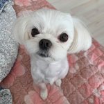 울 집 강쥐 보고 가