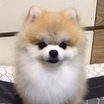 [19] 울집 갱애<b>쥐</b> 넘우 불쌍<b>쓰</b>함