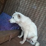 [강아지] 임신한채 교통사고를 당했습니다