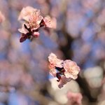 [이것좀봐줘] 2탄) 아이폰 <b>인물모드</b>로 이번 봄 들어서 찍은 사진들