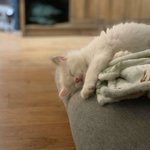 [댓글부탁해] 아기고양이 파보<b>바이러스</b> 폐사 후 충격적인 펫샵의 반응