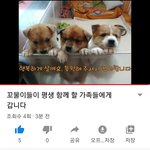 [강아지] 수유중이던 <b>꼬물</b>이들 입양갔습니다