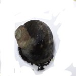 [댓글부탁해] 이 고동 이름<b>지어</b>주라