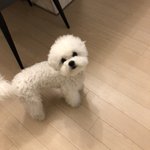 [강아지] <b>호빵</b>이가 돌아왔어유