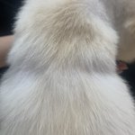 [드루와] 우리 강아지 <b>탈모</b>인지 좀 봐줘 ㅠㅠ
