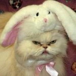 [ㅈㄱㄴ] 아니 뷰티엔젤 <b>에뛰드</b> 급해
