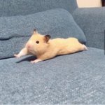 <b>isfp</b>는 어떤 mbti랑 잘 맞음??