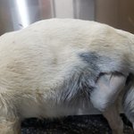 [강아지] 임신한채 교통사고를 당한 아이소식