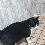 [고양이] 8년차 으르신과 냥치는 밀당~