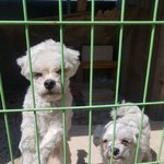[강아지] 말티즈 형제 가족이 되어주세요