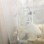 [댓글부탁해] 우리 <b>햄스터</b> 비밀창고 볼 판녀