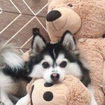 아니 나만 <b>펭수</b>싫음?