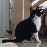 [고양이] 으르신과 냥치는 밀당2