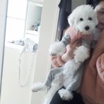 강아지가 자꾸 똥을 먹어요