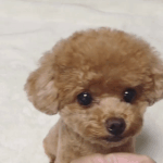 코로나 사태에 벚꽃놀이 가는 친구가 누군가 했더니 내친구네