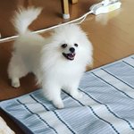우리 댕댕이 좀 보시라요