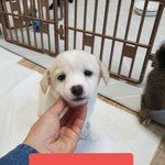 [강아지] <b>어미</b>없이 보호소 들어온 꼬맹이들