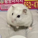 [드루와] 우리집<b>햄스터</b>