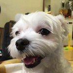 [강아지] 강아지한테 <b>간식</b>을 줘야 하나요 ? 심쿵주의
