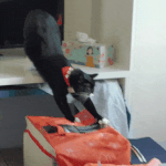 [고양이] 사무실악독한주인 35-대충살자