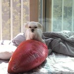 친구집 개 <b>마운</b>팅 하다 나한테 걸림