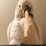 [EXO] 앵무새 <b>막대기</b>로 머리 긁는거봨ㅋㄲ